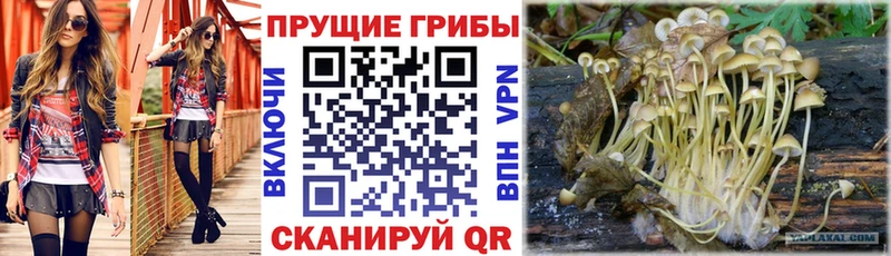 Псилоцибиновые грибы GOLDEN TEACHER  Няндома 